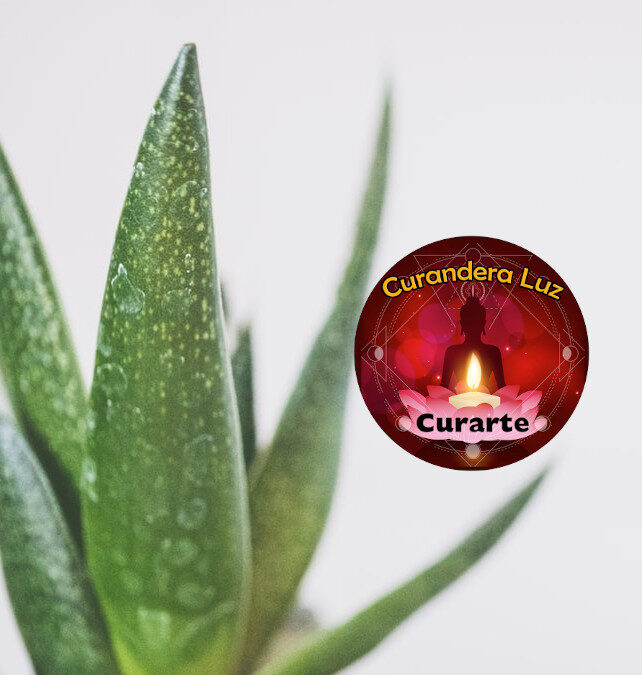 Beneficios del Aloe Vera para la Piel